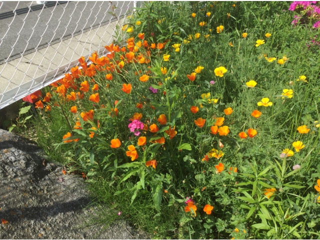 雑草対策で撒いた花の種が咲きました